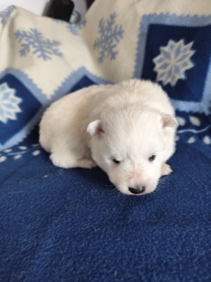 Les chiots de Spitz japonais