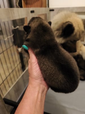 Les chiots de Eurasier