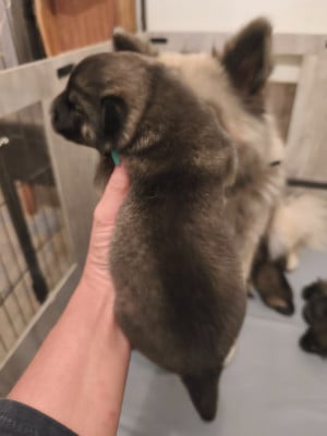 Les chiots de Eurasier