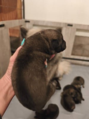 Les chiots de Eurasier