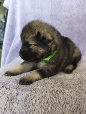 Les chiots de Eurasier