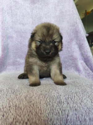 Les chiots de Eurasier