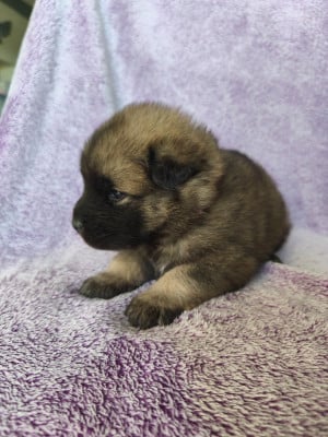Les chiots de Eurasier