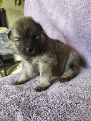 Les chiots de Eurasier