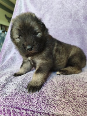 Les chiots de Eurasier