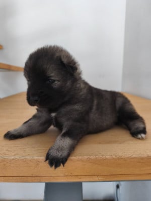 Les chiots de Eurasier