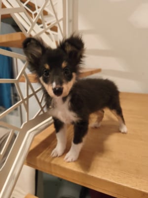 Les chiots de Shetland Sheepdog