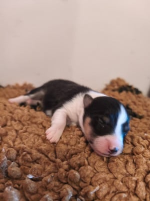 Les chiots de Shetland Sheepdog