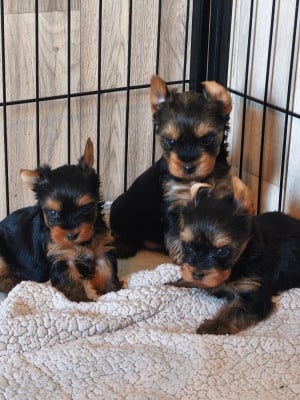 Les chiots de Yorkshire Terrier