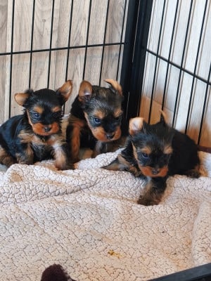 Les chiots de Yorkshire Terrier