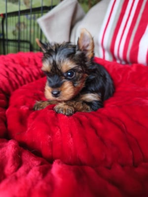 Les chiots de Yorkshire Terrier
