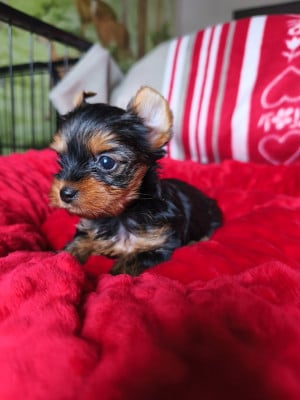 Les chiots de Yorkshire Terrier