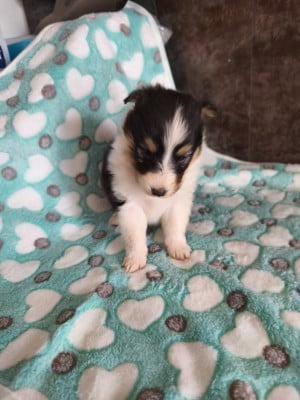 Les chiots de Shetland Sheepdog