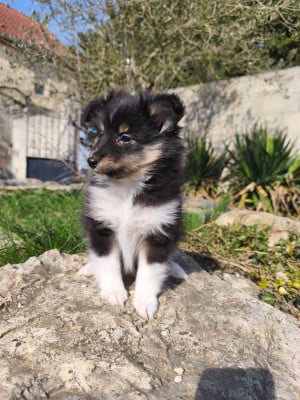 Les chiots de Shetland Sheepdog