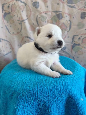 Les chiots de Spitz japonais