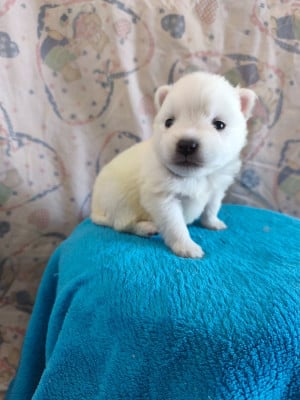 Les chiots de Spitz japonais