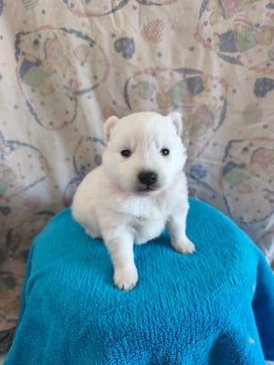 Les chiots de Spitz japonais