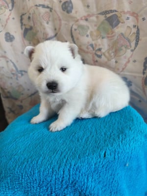 Les chiots de Spitz japonais