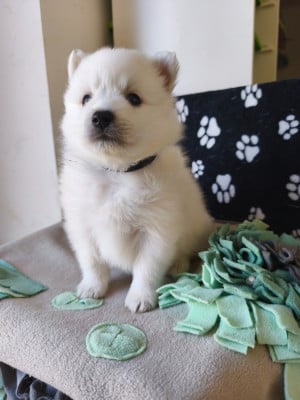 Les chiots de Spitz japonais