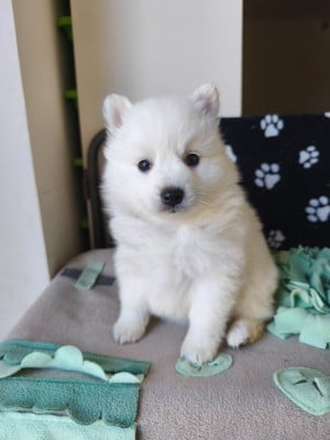 Les chiots de Spitz japonais