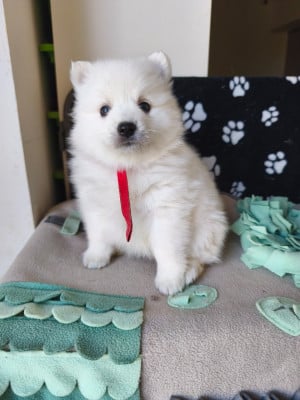Les chiots de Spitz japonais