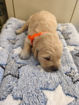 Les chiots de Golden Retriever