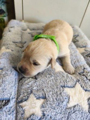 Les chiots de Golden Retriever
