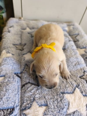 Les chiots de Golden Retriever
