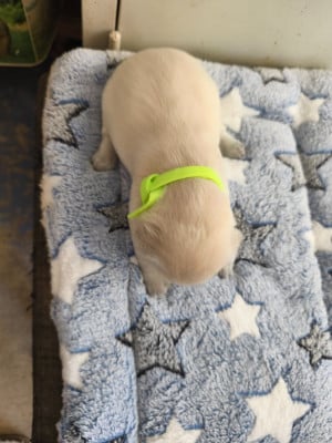 Les chiots de Golden Retriever