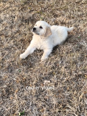 Les chiots de Golden Retriever