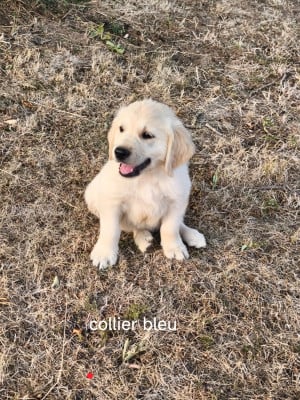 Les chiots de Golden Retriever