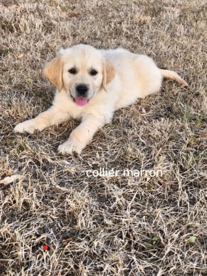 Les chiots de Golden Retriever