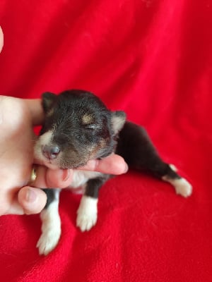 Les chiots de Shetland Sheepdog
