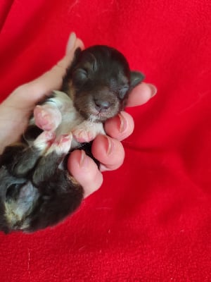 Les chiots de Shetland Sheepdog