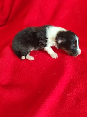 Les chiots de Shetland Sheepdog