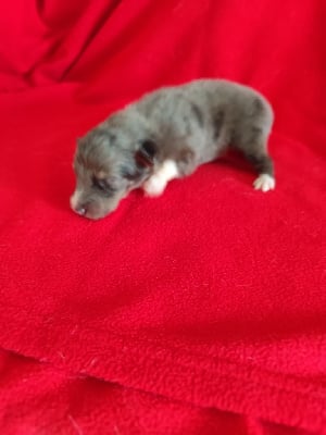 Les chiots de Shetland Sheepdog