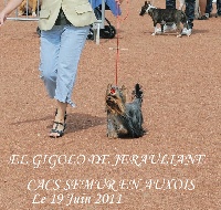 Étalon Yorkshire Terrier - CH. El gigolo de Jérauliane