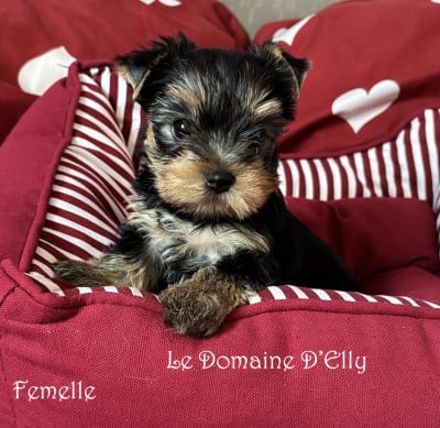 Les chiots de Yorkshire Terrier
