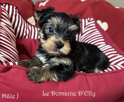 Les chiots de Yorkshire Terrier