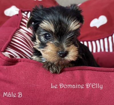 Les chiots de Yorkshire Terrier