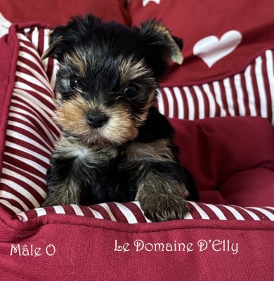 Les chiots de Yorkshire Terrier