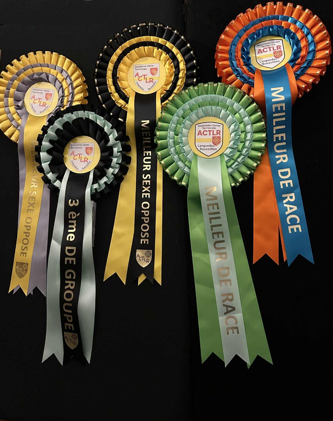CH. Vivaldi 4 saisons des Joyaux d'herneith - 1er Exc CACS CACIB BOS (CIM)
