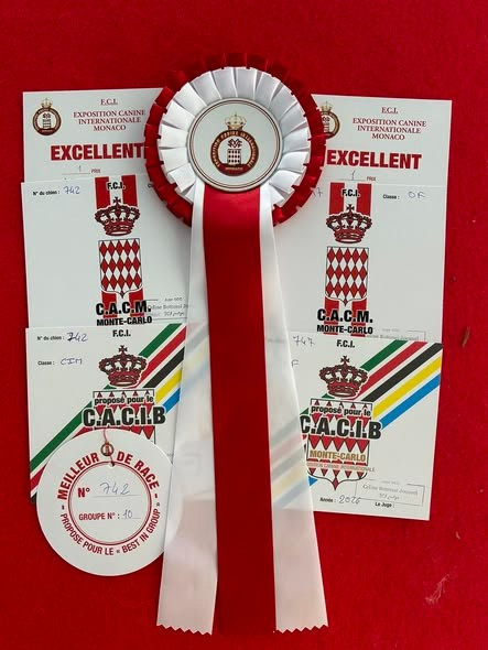 CH. Vivaldi 4 saisons des Joyaux d'herneith - 1er Exc CACM CACIB BOB