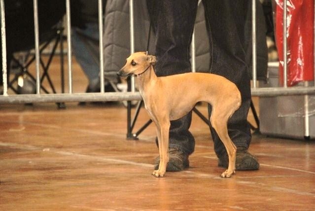 Balle (dite bora) des tendres calins - 1er Excellent RCACS