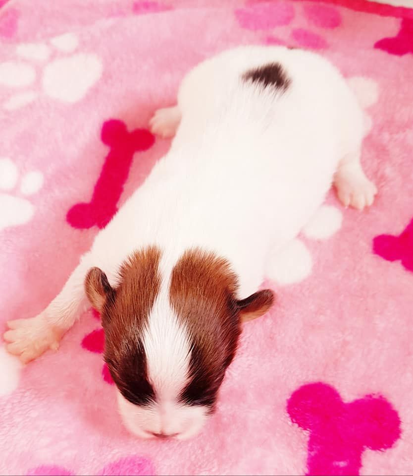 Publication : Du Domaine De Hunaudaye Auteur : Ledewyn Liliane