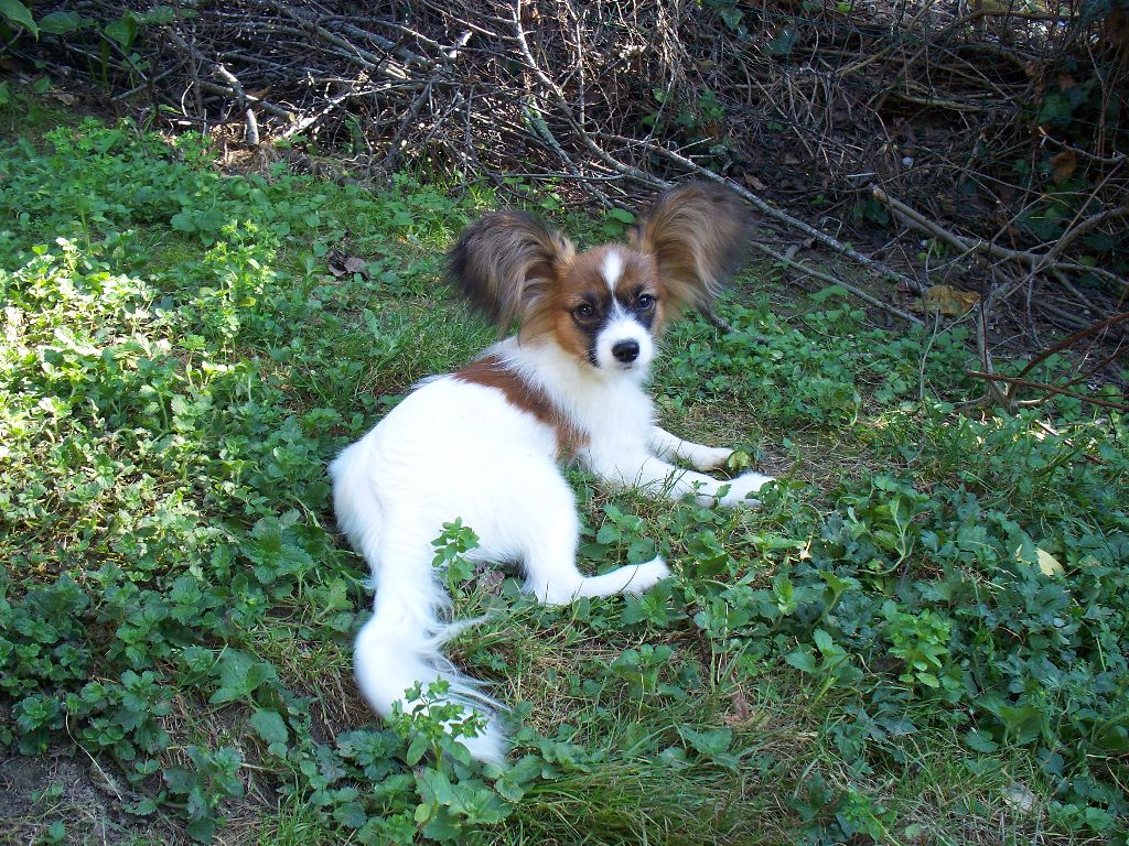 Publication : Du Domaine De Hunaudaye Auteur : Ledewyn Liliane