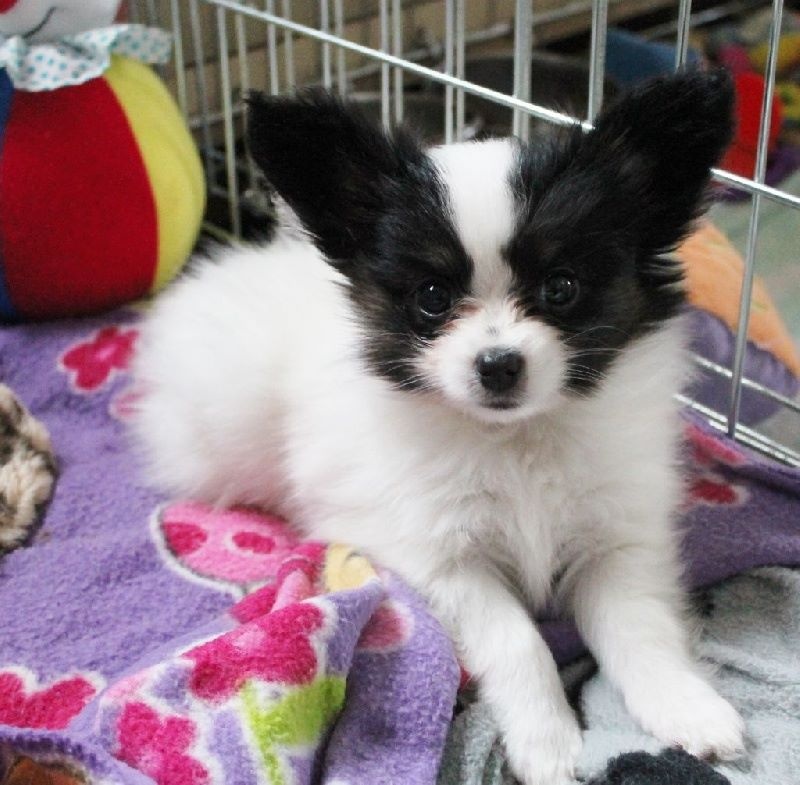 Publication : Du Domaine De Hunaudaye Auteur : Ledewyn Liliane