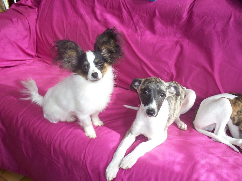 Publication : Du Domaine De Hunaudaye Auteur : Ledewyn Liliane