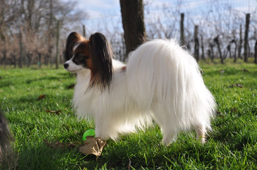 Publication : Du Domaine De Hunaudaye Auteur : Ledewyn Liliane