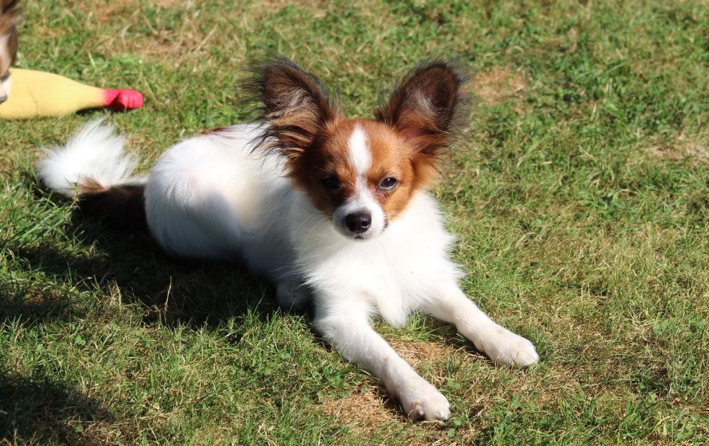 Publication : Du Domaine De Hunaudaye Auteur : Ledewyn Liliane